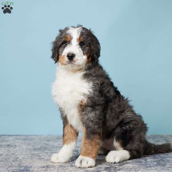 Rocky, Bernedoodle Puppy